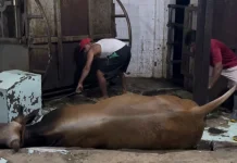 Harga Daging Sapi Mandek, Pedagang Mengeluh