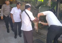 Mataram Masih Bebas Rabies, Ancaman Anjing Liar Jadi Perhatian