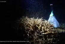 Libatkan Mahasiswa, Unram Dorong Riset Coral Spawning untuk Restorasi Terumbu