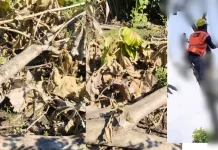 Pohon Jati Warga Diduga Ditebang tanpa Izin, PLN di Bima Disorot