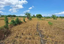 Warige Pemandu Petani Lombok Selatan
