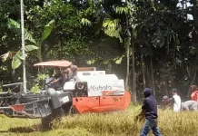 Stok Pangan Dompu Aman, Produksi Beras Surplus 41 Persen