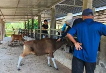 Ternak Sumbawa Dipastikan Aman untuk Dikurbankan