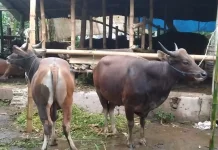 Idul Adha Semakin Dekat, Ini Syarat Hewan Kurban yang Perlu Diketahui
