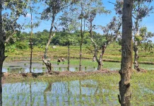 Kemarau Landa NTB Pengaruhi Kondisi Embung Pola Tanam