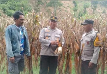 Dukung Program Ketahanan Pangan, Polsek Rasbar Sambangi Petani Jagung