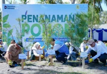 PLN EPI Bergerak Tanam 2500 Pohon Cemara Udang Redam Abrasi di Pesisir Lombok