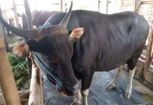 DPP Ngawi Pastikan Jumlah Ternak untuk Kurban Idul Adha Mencukupi