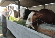 Sapi Jumbo Lombok Barat Lolos Verifikasi Setpres Masuk Nominasi 3 Besar
