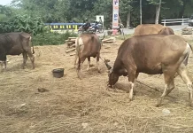 Jelang Idul Adha 2026 Permintaan Sapi Bima Melonjak