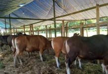 Pedagang Sambut Positif Pemeriksaan Kesehatan Hewan Kurban