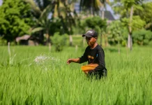 Digitalisasi i-Pubers Permudah Penyaluran Pupuk Subsidi di Lombok Barat