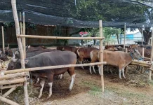 Meningkatnya Penjualan Hewan Kurban Pertanda Makin Dekatnya Hari Raya Idul Adha