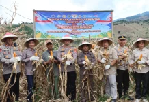 Polres Bima Kota Panen Raya  Jagung, Dukung Swasembada Pangan 2026