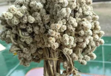 Mengapa Edelweis Bebas Dijual di Gunung Bromo