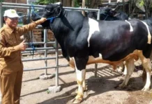 Sapi 940 Kg Sumbawa Dipilih jadi Kurban Presiden