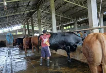 Tiga Sapi Asal Lombok Tengah, Jadi Hewan Kurban Bantuan Presiden