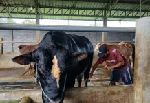 “Black Panther” Jadi Sapi Kurban Presiden Prabowo di NTB, Bobotnya Tembus 1,04 Ton