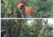 Kepolisian Amankan Sapi Curian di Sakra Barat