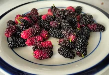 Murbei, Buah Kaya Nutrisi dengan Segudang Khasiat Kesehatan