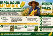 Petani Lombok Selatan Bersyukur Harga Jagung Membaik