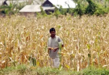 Harga Saprodi Mahal, Luas Tanam Jagung di Dompu Menyusut