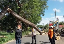 Pohon Tumbang Tutup Jalur Labuhan Lombok–Sambelia, Kepolisian Sigap Evakuasi