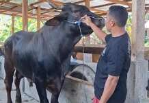 Presiden Kurban Sapi di Dompu seberat 793 Kg