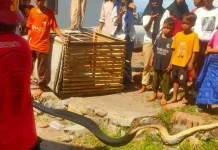 Damkarmat Lombok Timur Evakuasi Ular di Permukiman Warga Tanjung Luar