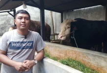 "Ireng Gagah Manis" Sapi Kurban Presiden Berbobot Lebih Satu Ton Asal Lombok Barat