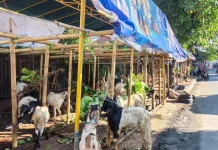 Pemprov NTB Pastikan Hewan Kurban di Lapak Pinggir Jalan Bebas PMK