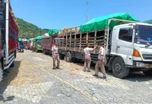 NTB Kirim 52 Ribu Hewan Kurban ke Jabodetabek hingga Kalimantan