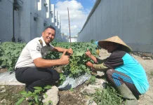 Lapas Lombok Barat Kembangkan Tanaman Edamame Dukung Ketahanan Pangan