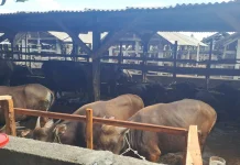 Stok Hewan Kurban di Lombok Tengah Dipastikan Aman, Harga Naik hingga 40 Persen