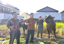 Bank Dinar Siapkan 25 Sapi Limosin untuk Qurban Idul Adha 1447 H