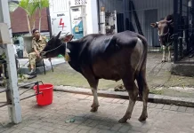 Enam Tim Satgas Hewan Kurban Mataram Sisir 200 Titik Penyembelihan