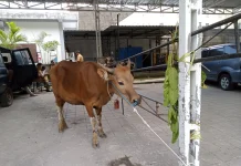 Petugas Gabungan Awasi Ratusan Lokasi Penyembelihan Hewan Kurban di Mataram