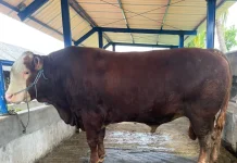 Tim Kesehatan Hewan Kurban Dinas Pertanian Kota Mataram memperketat pengawasan t