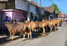Masuk Tahun ke-26, Tradisi Kurban Massal di Kelayu Lombok Timur Kian Meriah