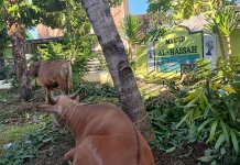 Pemeriksaan Hewan Kurban Dilakukan hingga Hari Tasyrik