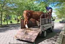 Sari Yuliati Serahkan Sapi Kurban Seberat Satu Ton untuk Warga Lombok Tengah