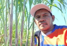 Perkebunan Tebu Mengubah Wajah dan Masa Depan Desa Doropeti