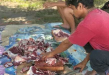 Petugas Temukan Puluhan Kasus Cacing Hati pada Sapi Kurban