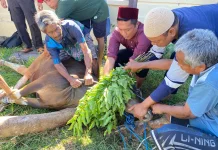 Perkuat Solidaritas Sosial, Polres Lombok Utara Sembelih Lima Hewan Kurban