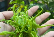"Bunga Kenanga, Bunga Harum yang Penuh Manfaat dan Sarat Makna Tradisional"