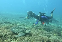 Populasi Penyu hingga Kima di Gili Matra Terpantau Stabil