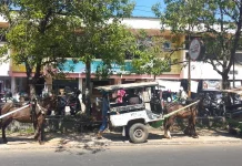 Cidomo Masih Menjadi Transportasi Andalan Masyarakat Lombok