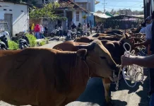 Jumlah Hewan Kurban di Lombok Timur Meningkat Hampir 20 Persen