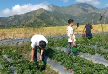 Nikmati Akhir Pekan, Kawasan Wisata Sembalun Ramai Pengunjung