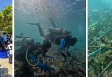 Hari Laut Sedunia, Innit Lombok Tanam Terumbu Karang di Teluk Ekas